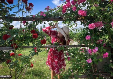 Как ухаживать за саженцами роз