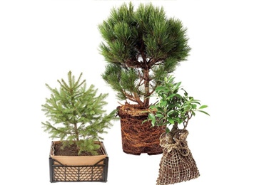 Саженцы плодовых деревьев и кустарников