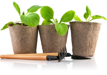 Товары для рассады